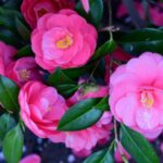 How to propagate Camellia?