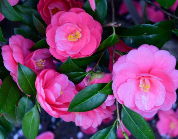 How to propagate Camellia?