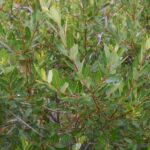 How to propagate willow?