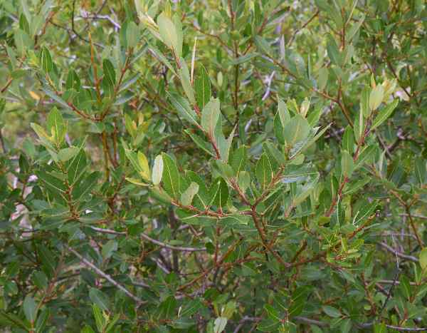 How to propagate willow?
