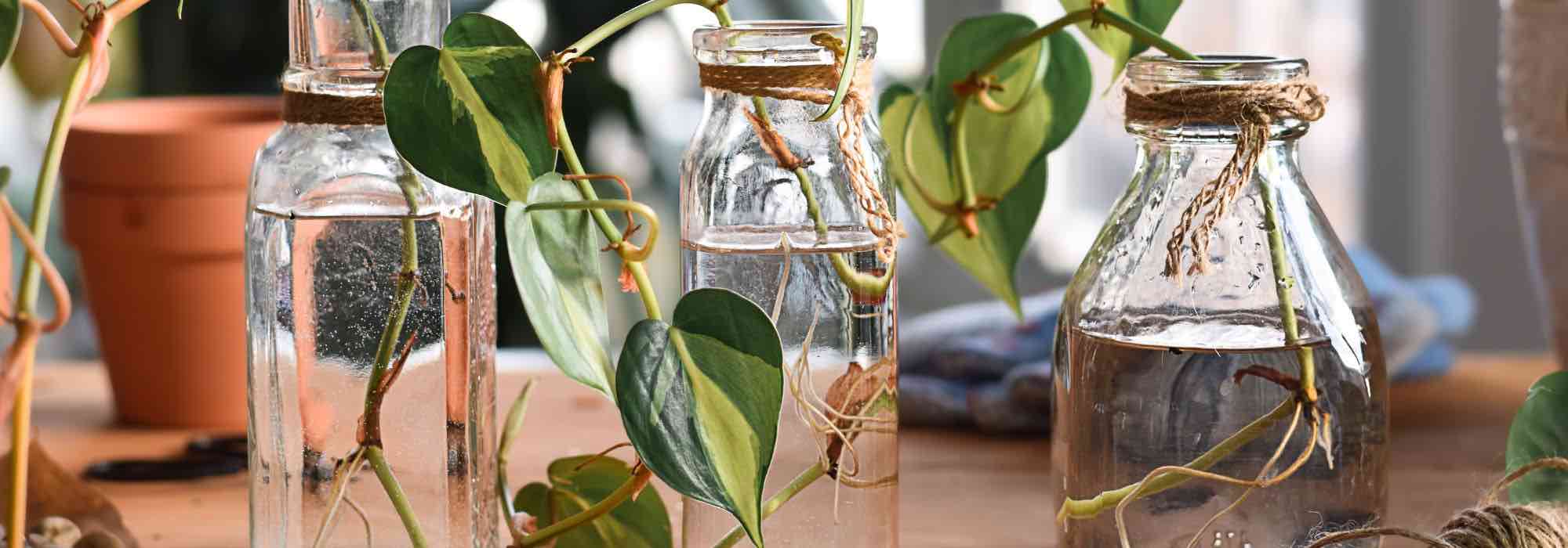 How to take cuttings from indoor plants?
