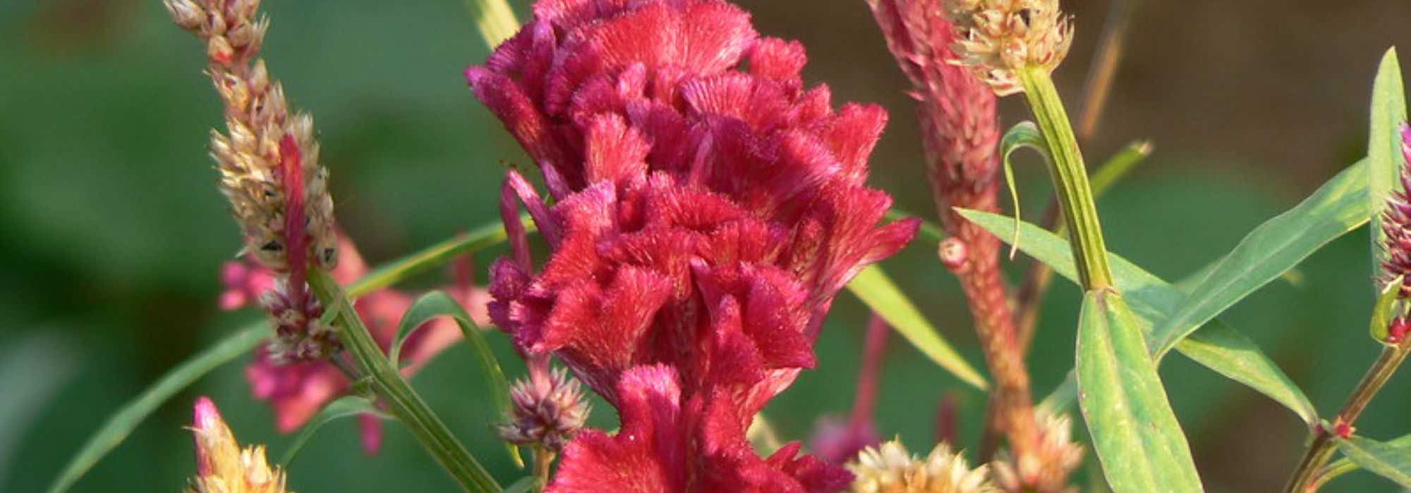Celosia: ideal for borders and beds.