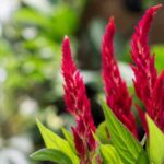 Cockscomb: what if we ate it?