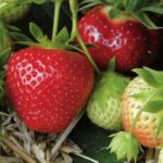 How can you obtain or propagate strawberry plants for free?