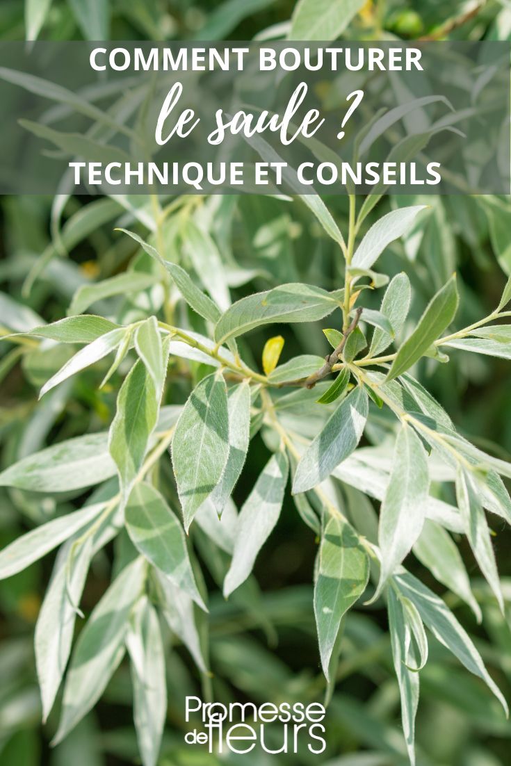 Salix propagation by cuttings