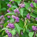 How to propagate Callicarpa? Our tips for success