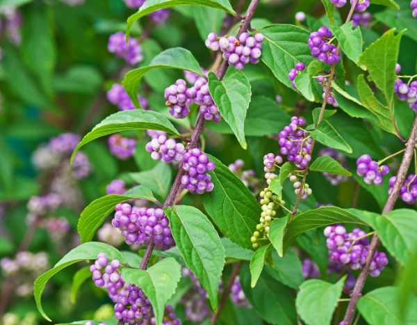How to propagate Callicarpa? Our tips for success