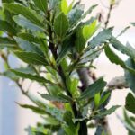 How to train a Bay Laurel into a standard form