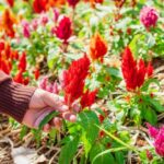 How to harvest and dry Celosia?