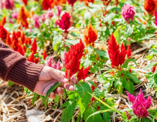 How to harvest and dry Celosia?