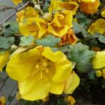 How to train and prune Fremontodendron?