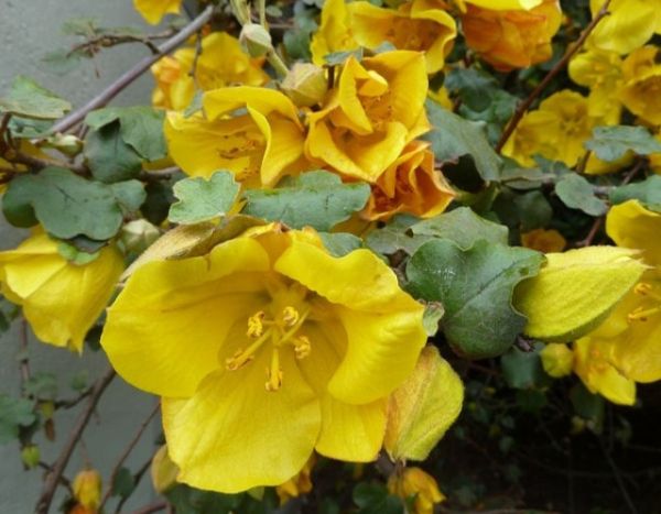 How to train and prune Fremontodendron?