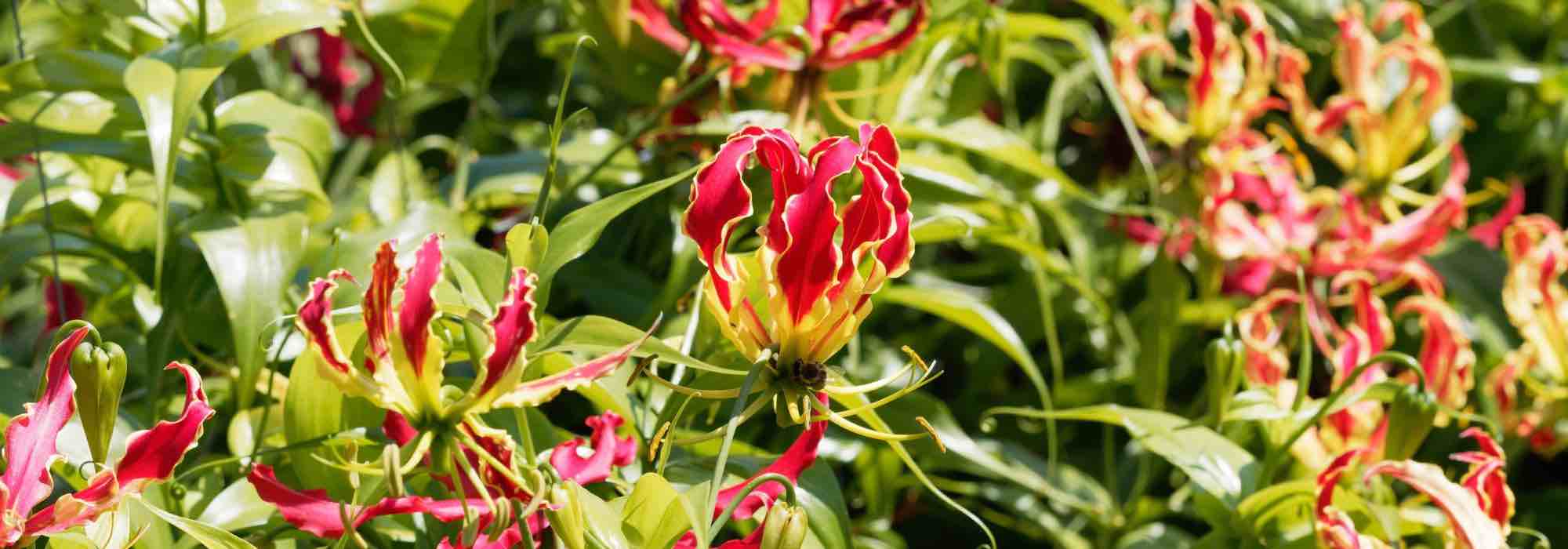 Growing Gloriosa in a pot