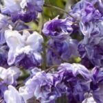5 Wisterias to Grow in Pots