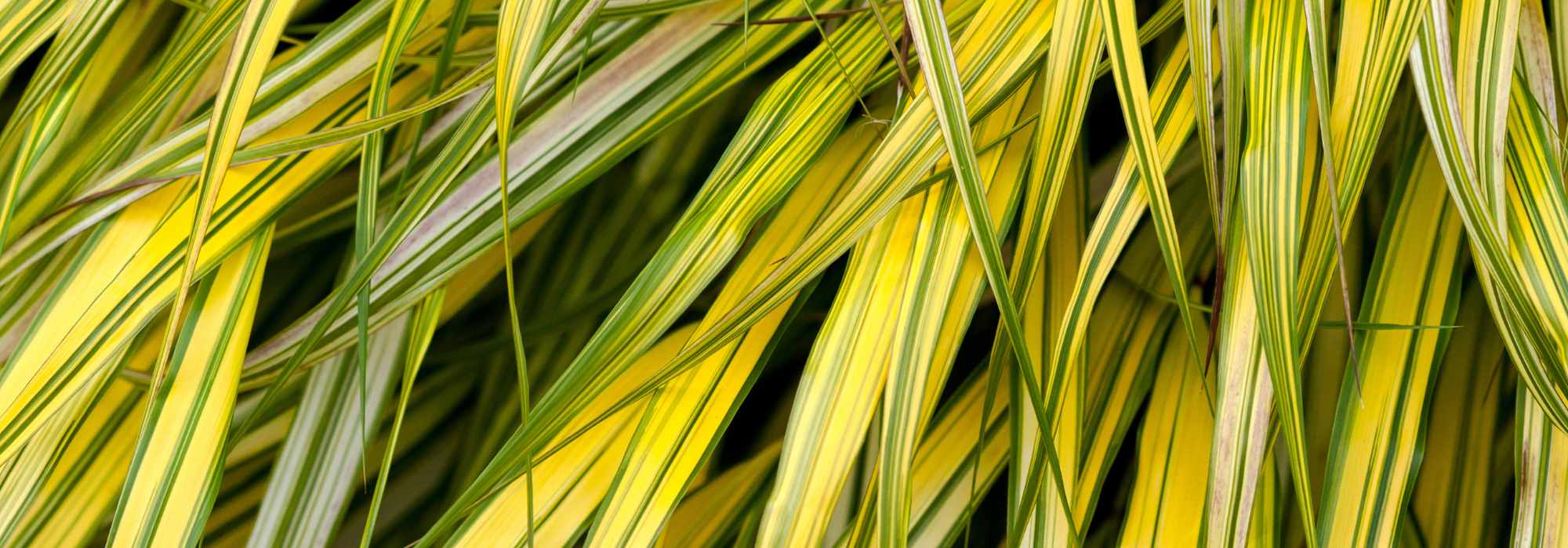 5 grasses with variegated foliage