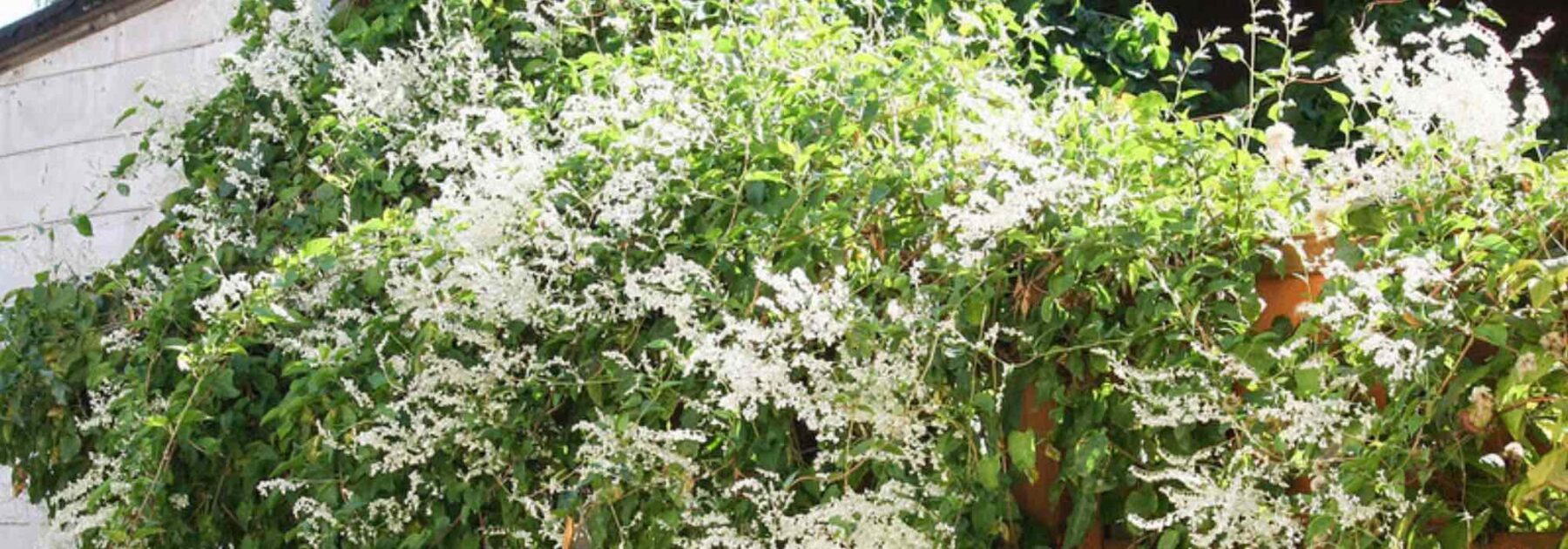 Fallopia, Japanese Knotweed: Planting, Growing, and Care