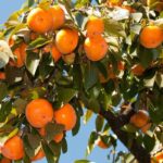 Persimmon (Diospyros kaki): how to choose the right variety?