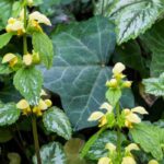 Lamium: 5 varieties with decorative foliage