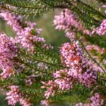 Summer heather: the most beautiful varieties