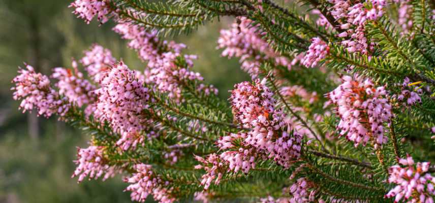 Summer heather: the most beautiful varieties
