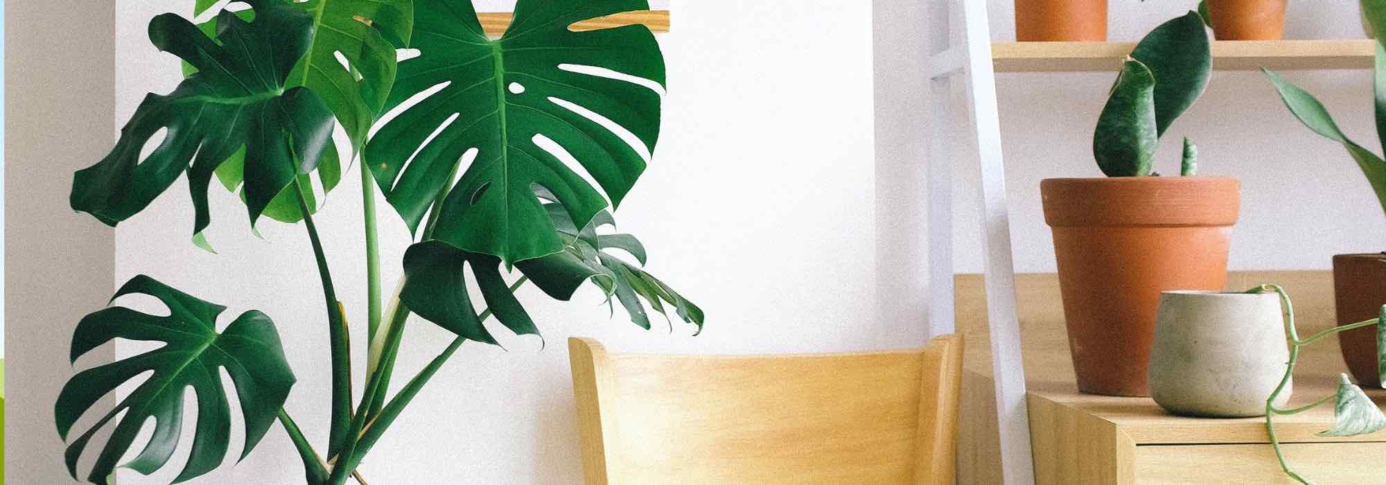 How to grow Monstera deliciosa?