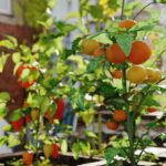 Urban permaculture: growing on small spaces