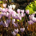 When and how to plant cyclamen?
