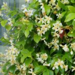 What to plant at the base of climbing plants in pots?