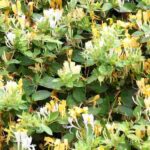 10 perfect plants for a private and soothing garden