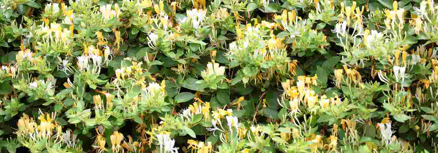 10 perfect plants for a private and soothing garden