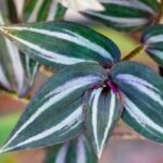 7 trailing indoor plants