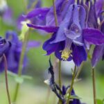 9 essential wild perennials for a natural garden