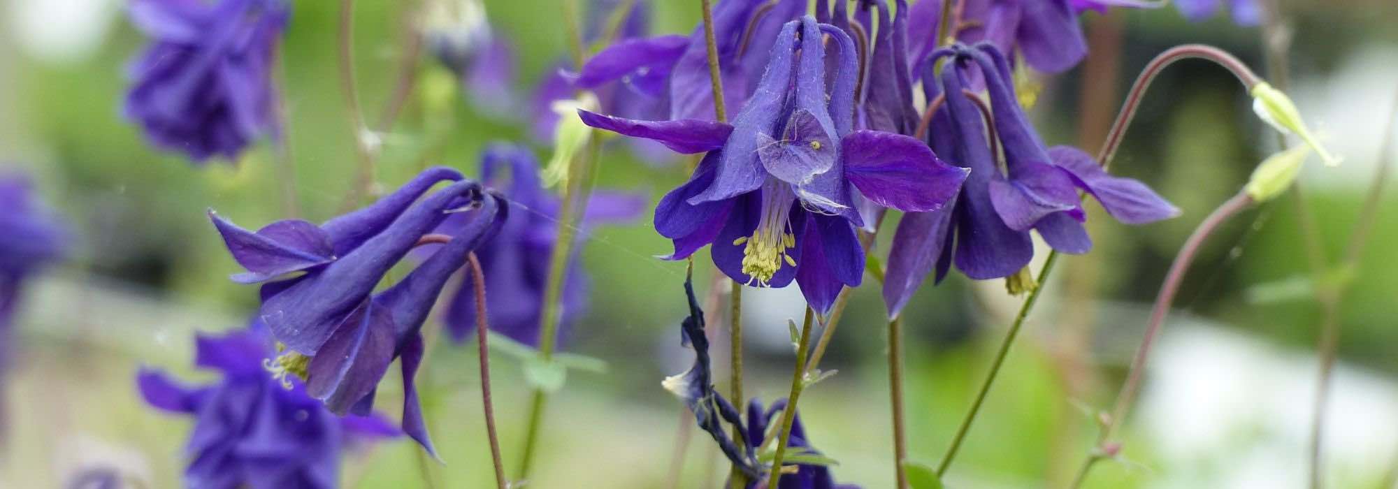9 essential wild perennials for a natural garden