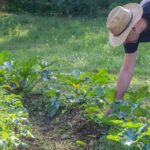 Permaculture vegetable garden: where to start?