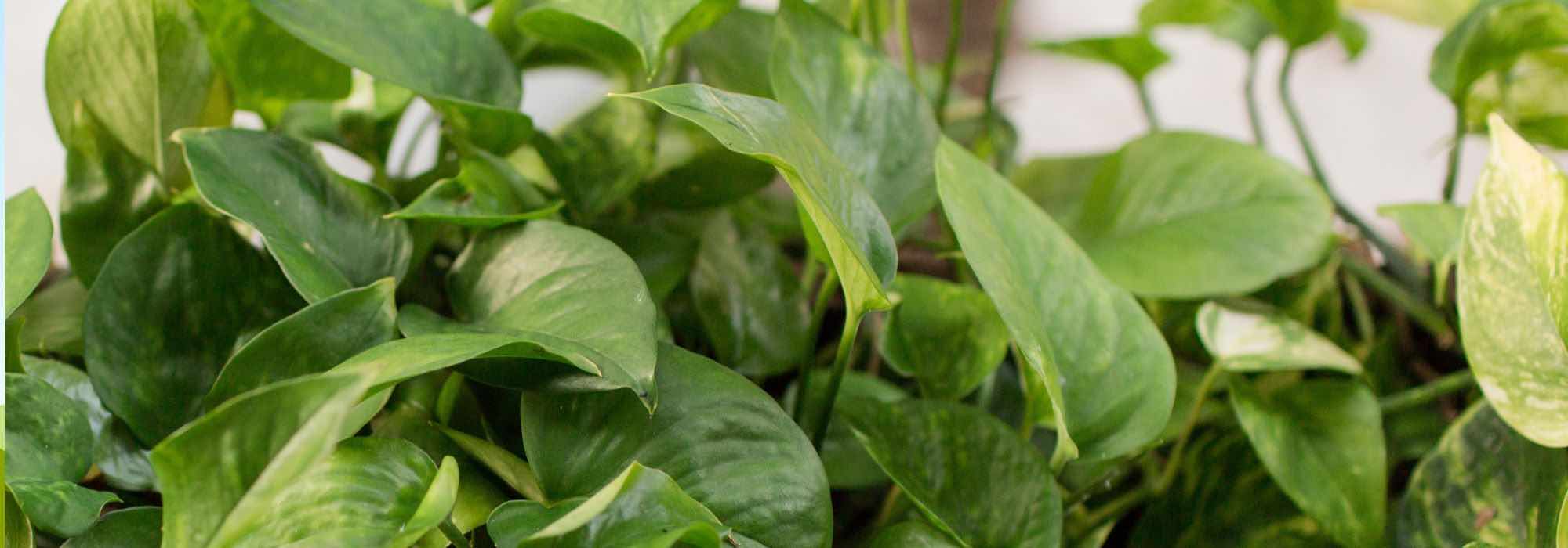 How to grow pothos?