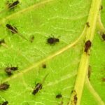 How to get rid of aphids on indoor plants?