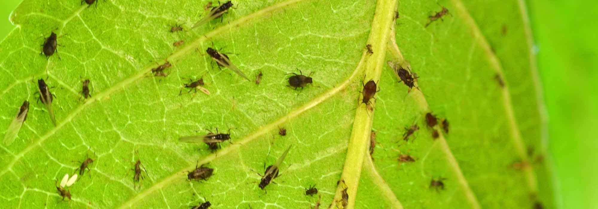 How to get rid of aphids on indoor plants?