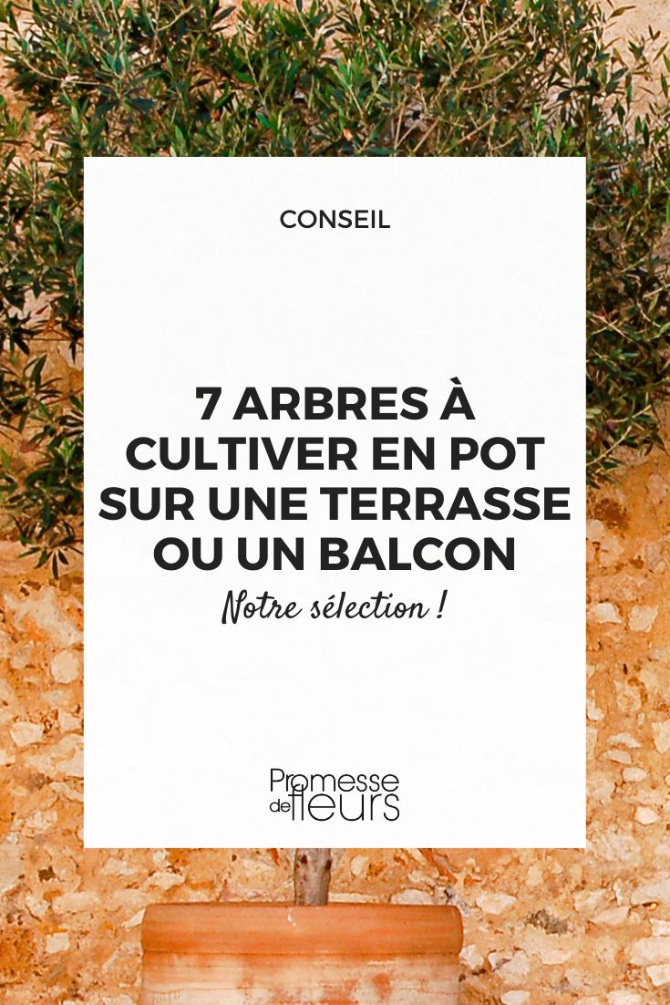 tree in a pot or container