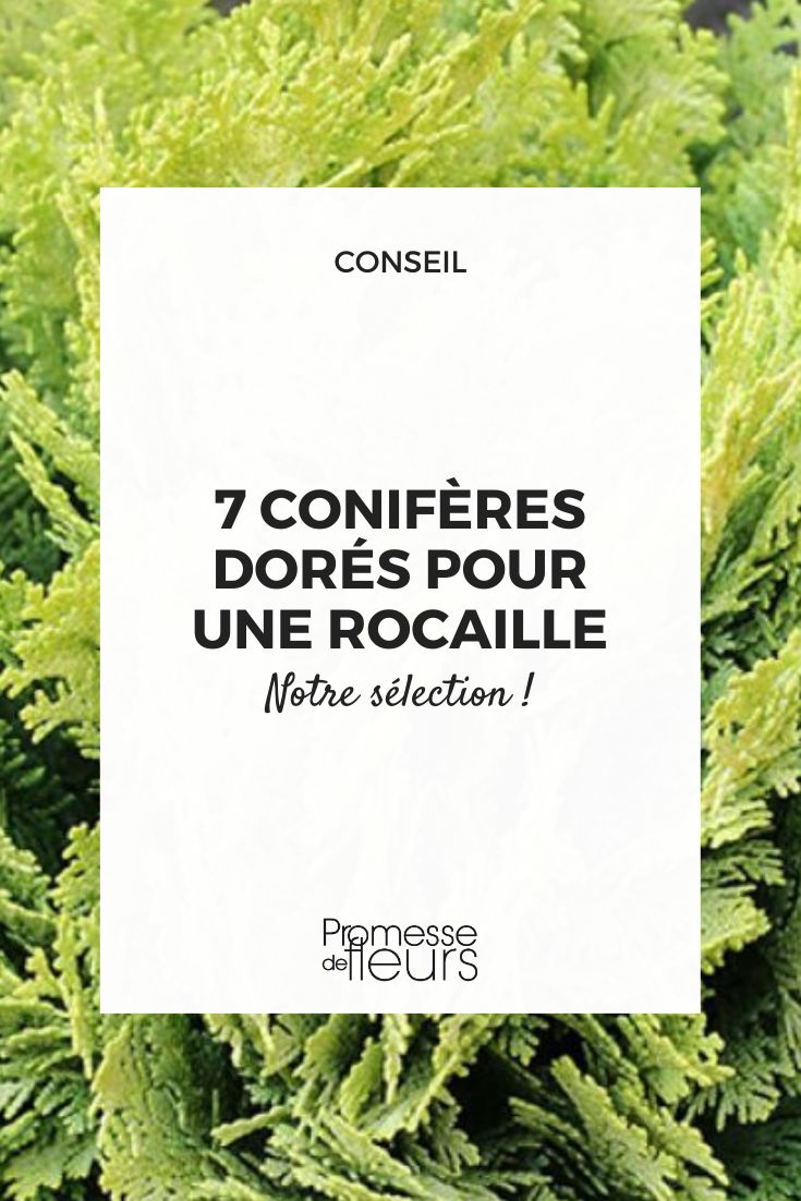 7 golden conifers to plant in a rockery