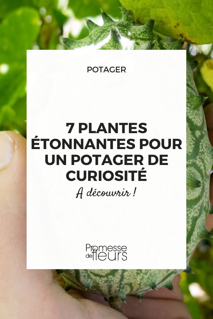 7 amazing plants for a curiosity vegetable garden Original Vegetables and Fruits