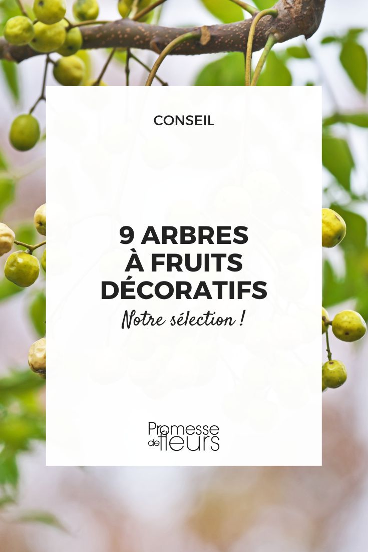 9 Decorative Fruit Trees Sorry, but the text to be translated is empty.