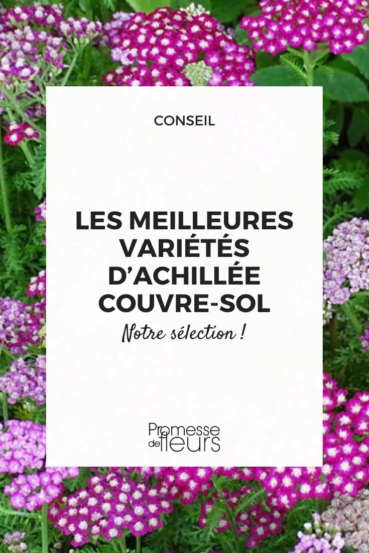 Yarrow: the best varieties to use as ground cover