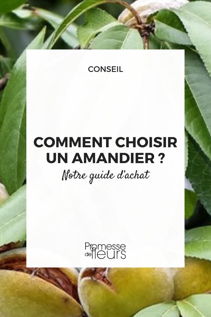 Almond tree: how to choose the right variety