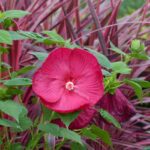 How to propagate Marsh Hibiscus by cuttings?