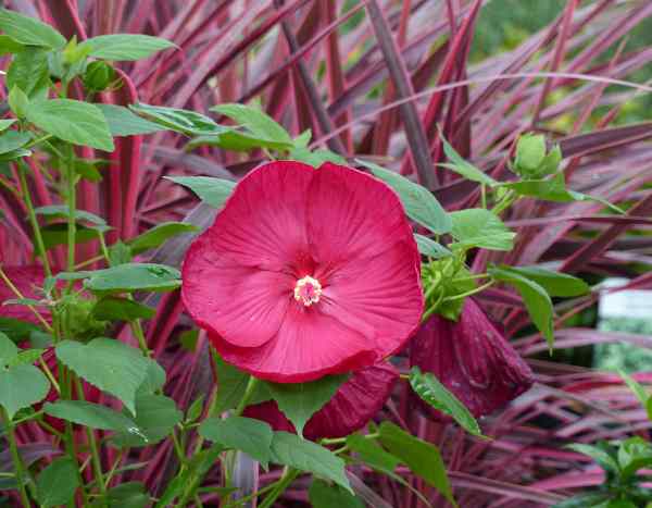 How to propagate Rose mallow by cuttings?
