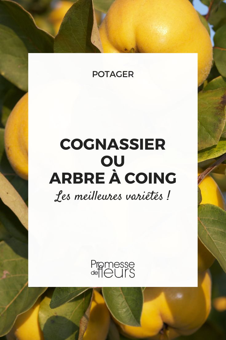 Quince Tree, Choosing the Right Variety