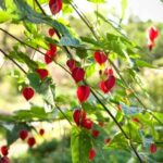 How to propagate Abutilon?
