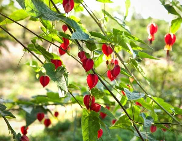 How to propagate Abutilon?