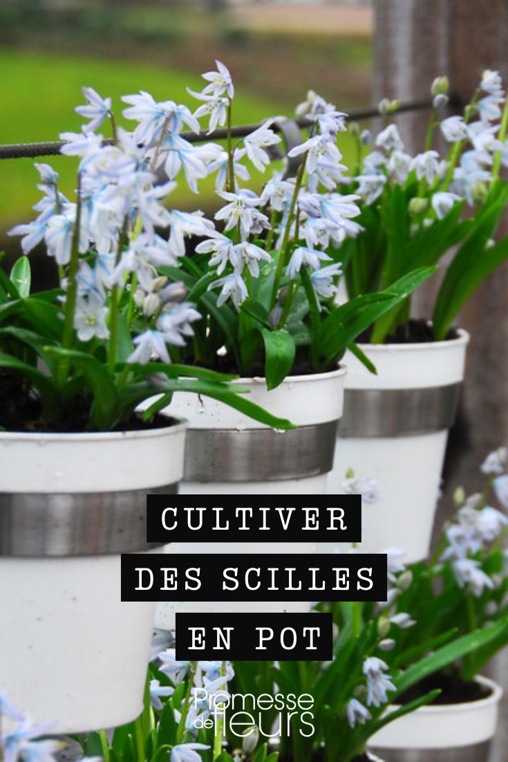 Scillas in pots or planters