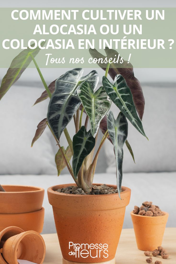 colocasia alocasia in a pot